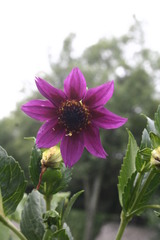 Dahlia purpusii