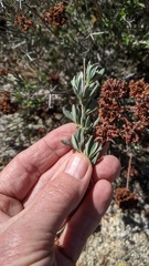 Eriogonum fasciculatum polifolium