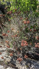 Eriogonum fasciculatum polifolium