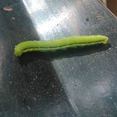 Lepidoptera