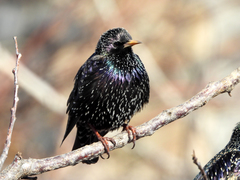 Sturnus vulgaris