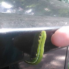 Lepidoptera