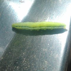 Lepidoptera