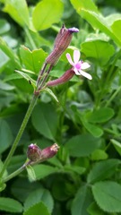 Silene fuscata