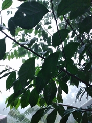 Tridimeris chiapensis