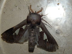 Antiophlebia bracteata