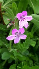 Erodium maculatum