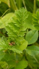 Erodium maculatum