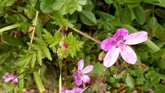 Erodium maculatum