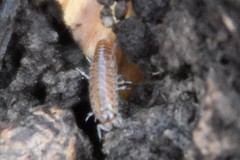 Chaetophiloscia sicula