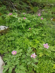Paeonia kesrouanensis