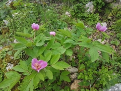 Paeonia kesrouanensis
