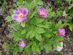 Paeonia kesrouanensis