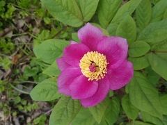 Paeonia kesrouanensis