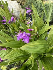 Bletilla