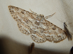 Ascotis reciprocaria