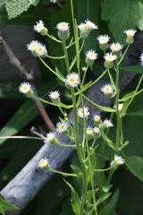 Erigeron acris kamtschaticus