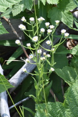 Erigeron acris kamtschaticus