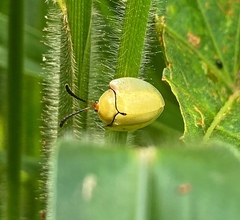 Paraselenis solieri