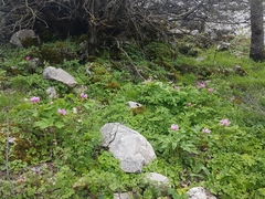 Paeonia kesrouanensis