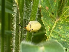Paraselenis solieri