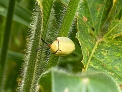 Paraselenis solieri