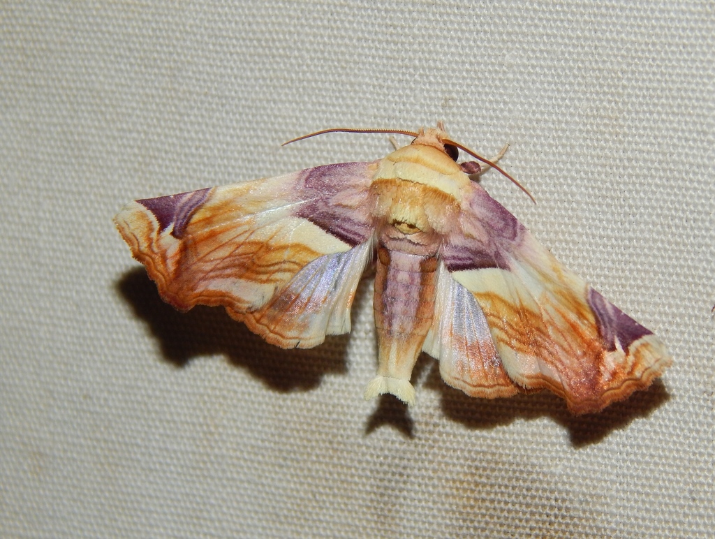 Worker Turntail
