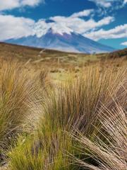 Calamagrostis effusa