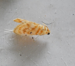 Notarcha quaternalis