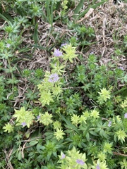 Sherardia arvensis