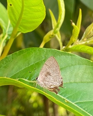 Symbiopsis lenitas