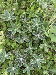 Lupinus texensis