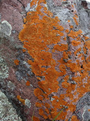 Caloplaca cinnabarina