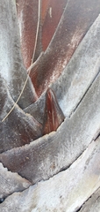 Dypsis decaryi