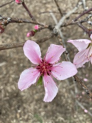Prunus persica