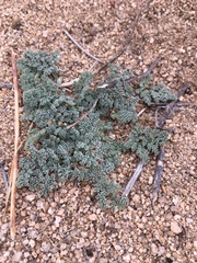 Lomatium mohavense