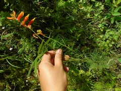 Castilleja tenuifolia