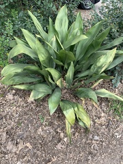 Aspidistra elatior