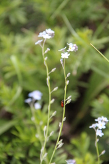 Myosotis lithospermifolia