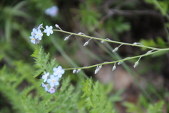 Myosotis lithospermifolia