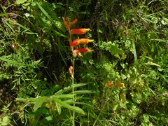 Castilleja tenuifolia