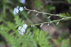 Myosotis lithospermifolia