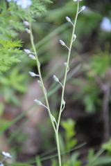 Myosotis lithospermifolia