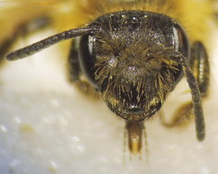 Andrena vulpecula