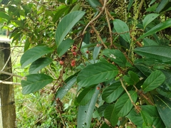 Doliocarpus