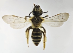 Andrena vulpecula