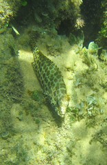 Epinephelus macrospilos