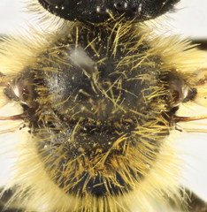 Andrena vulpecula