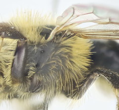 Andrena vulpecula