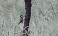 Melaniparus cinerascens